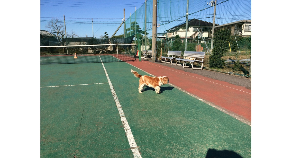 ホップ