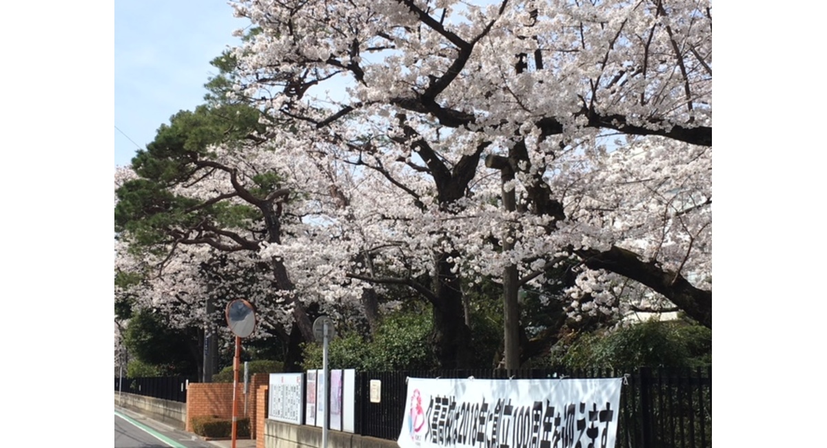 久喜高校の桜