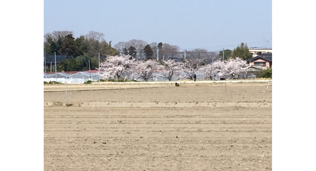 畑の中の桜